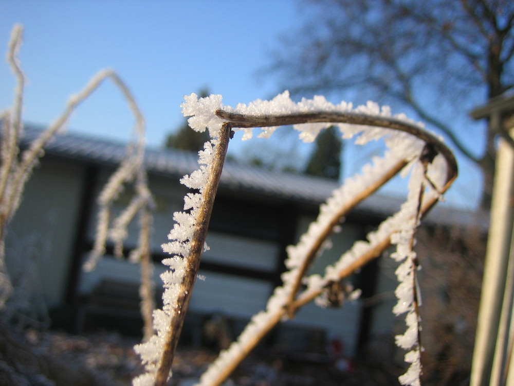 Der Frost reckt sich zur Sonne