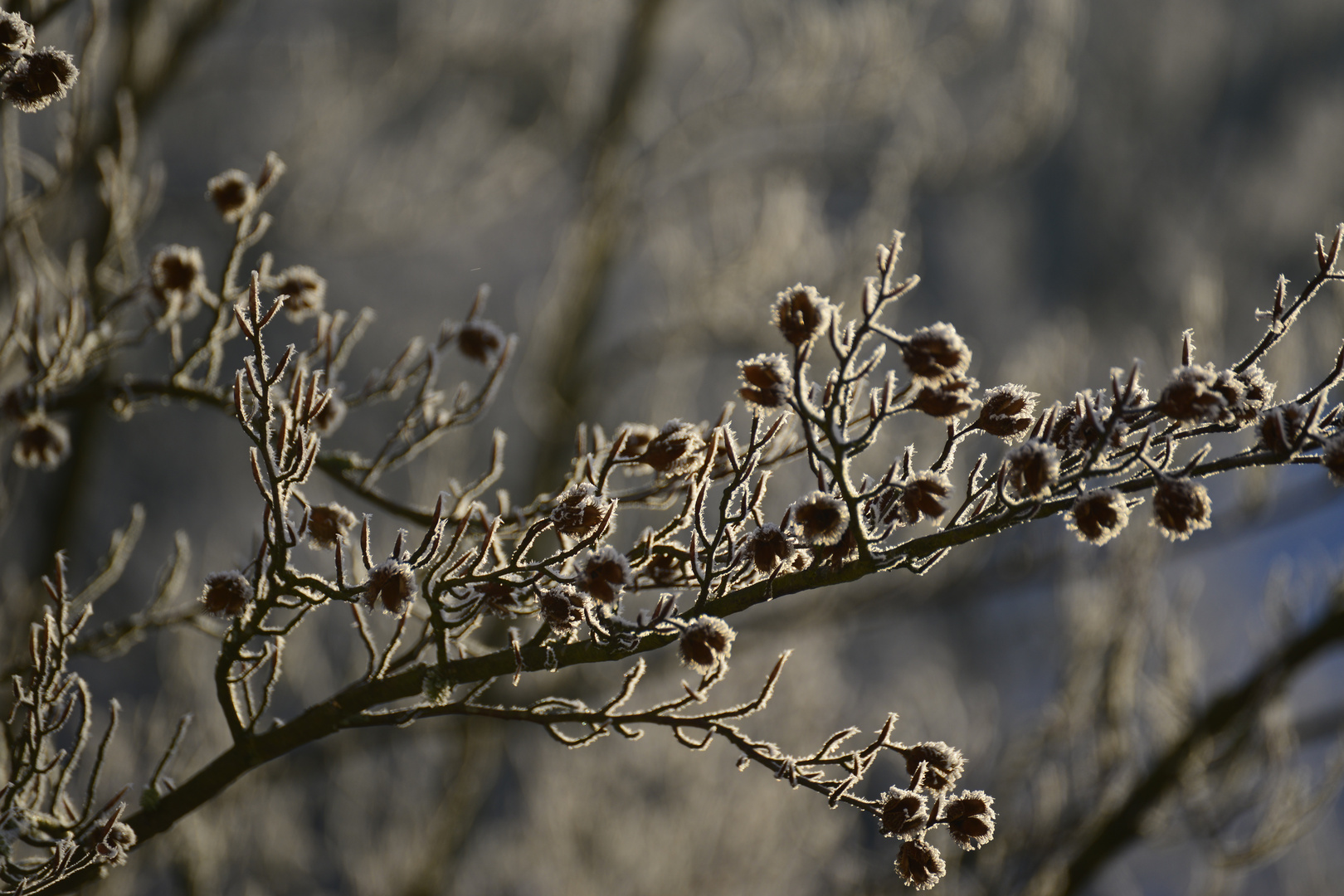 Der Frost verzaubert die Natur 2