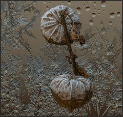 DER FROST VON GESTERN