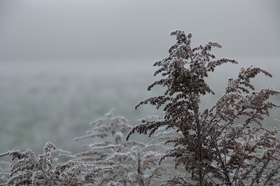 Der Frost vor dem Schnee