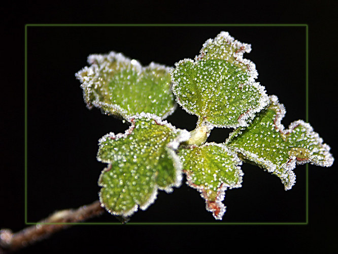 der frost zeigt sein schönstes gesicht