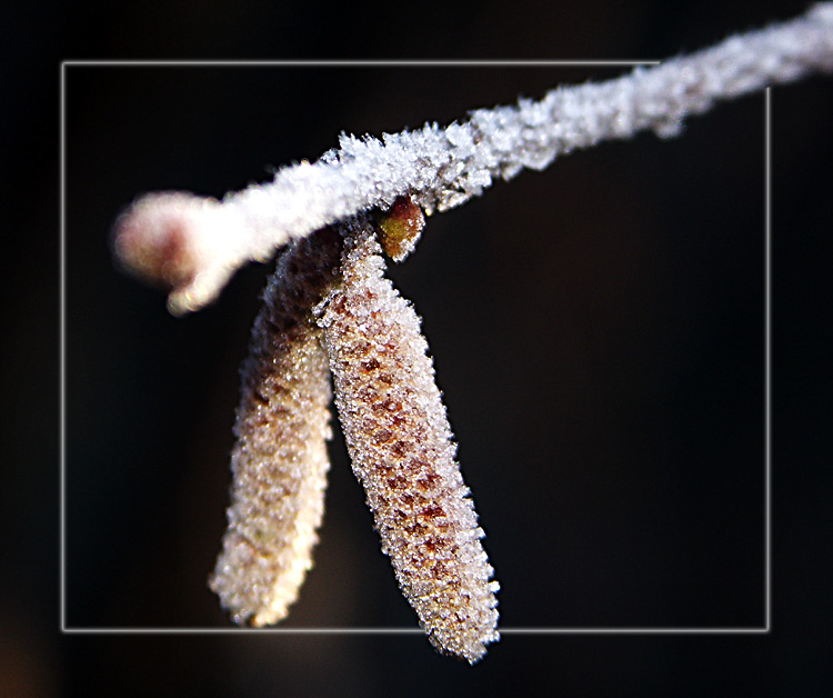 der frost zeigt sein schönstes gesicht IV