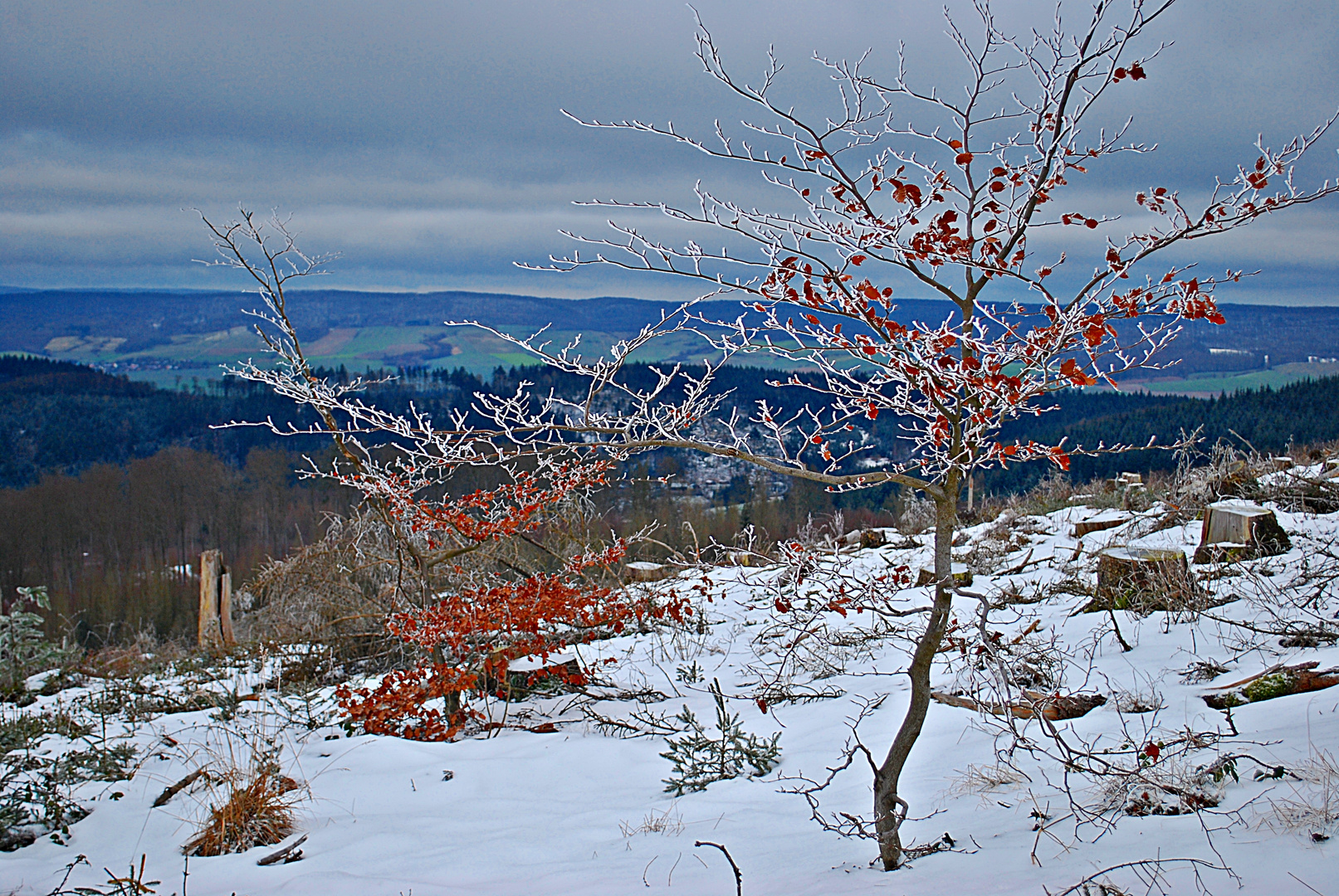 der Frostbaum...