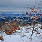 der Frostbaum...