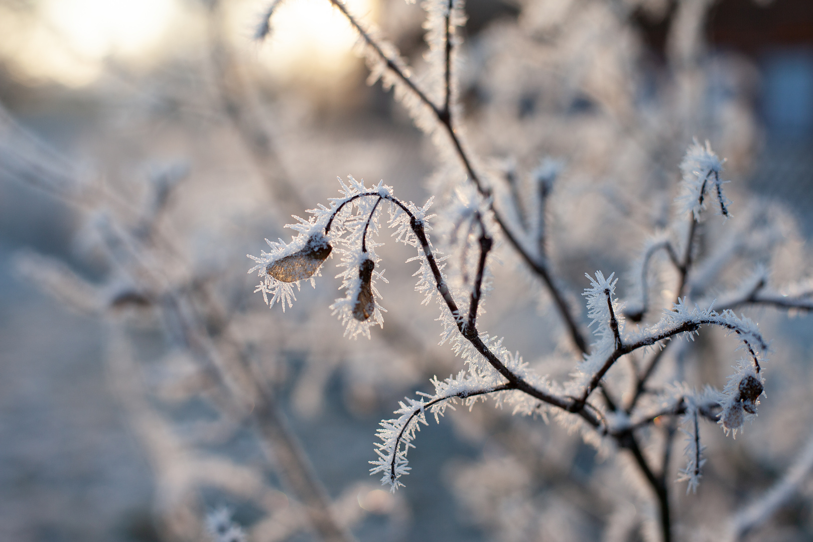 Der frostige Hauch des Winters