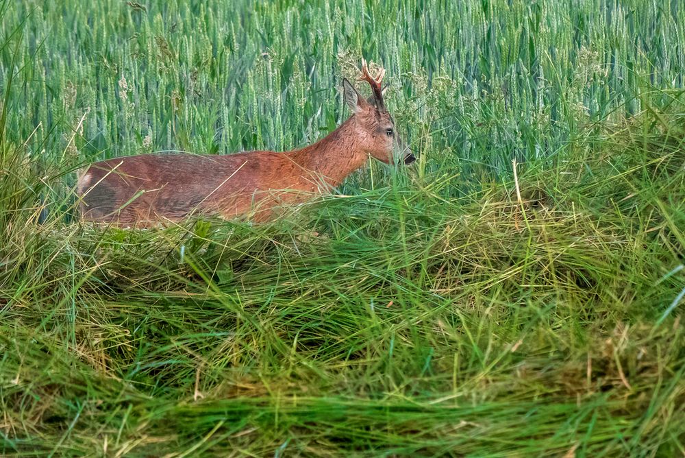 "Der FRÜH AM MORGEN BOCK" (ISO 4000)