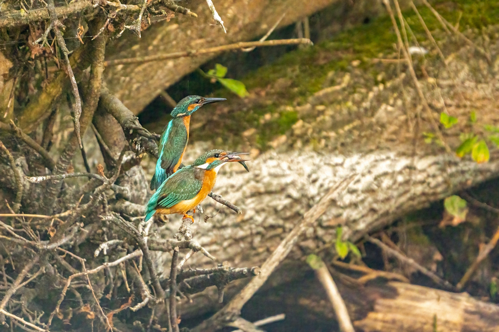 Der frühe Eisvogel fängt den Fisch