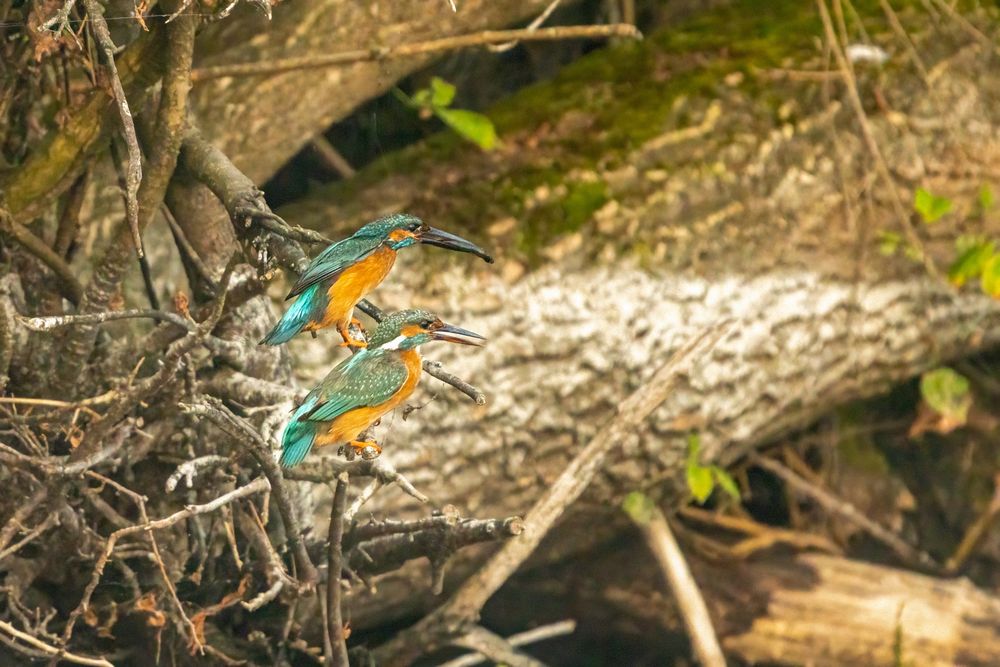 Der frühe Eisvogel fängt den Fisch