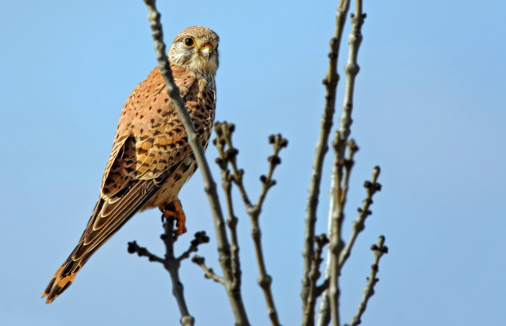 "Der frühe Fotograf - fängt den frühen Vogel" 