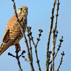 "Der frühe Fotograf - fängt den frühen Vogel" 