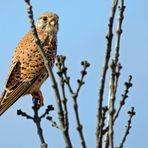 "Der frühe Fotograf - fängt den frühen Vogel" 