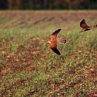 "Der FRÜHE Fotomensch, fängt den Vogel ein"