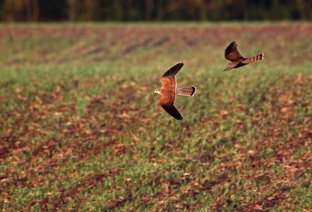 "Der FRÜHE Fotomensch, fängt den Vogel ein"