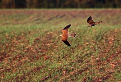 "Der FRÜHE Fotomensch, fängt den Vogel ein"