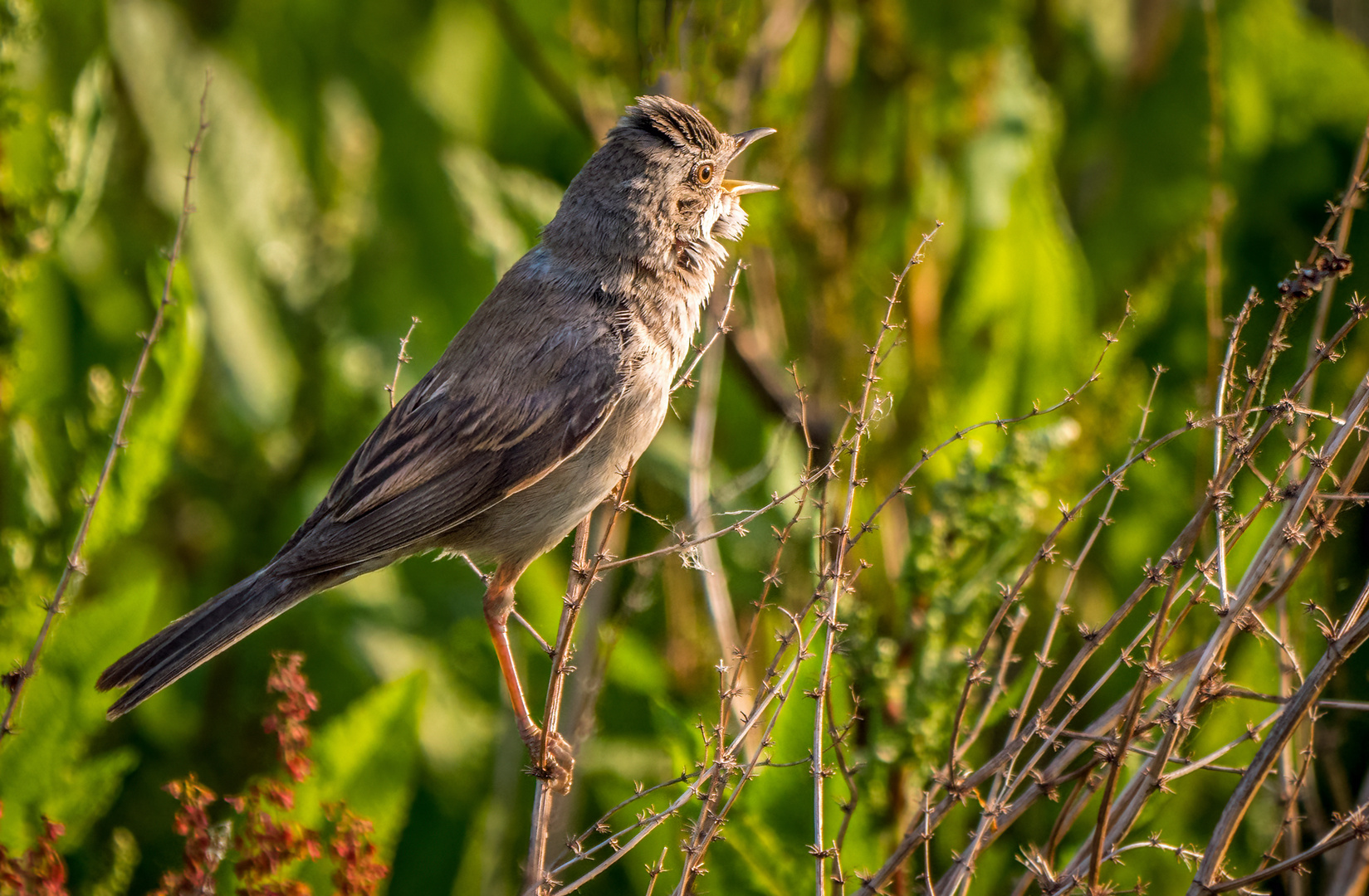 "Der Frühe Fotomensch - fängt den Vogel ..... ein"