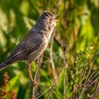 "Der Frühe Fotomensch - fängt den Vogel ..... ein"