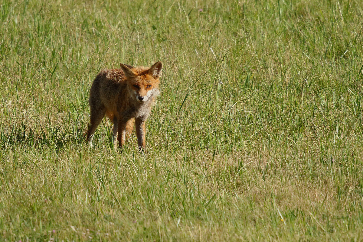 Der frühe Fuchs