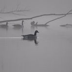 Der frühe Nebel 2