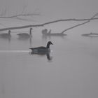 Der frühe Nebel 2