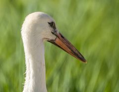 "Der FRÜHE Peter ..... erwischt den NAHEN Storch"
