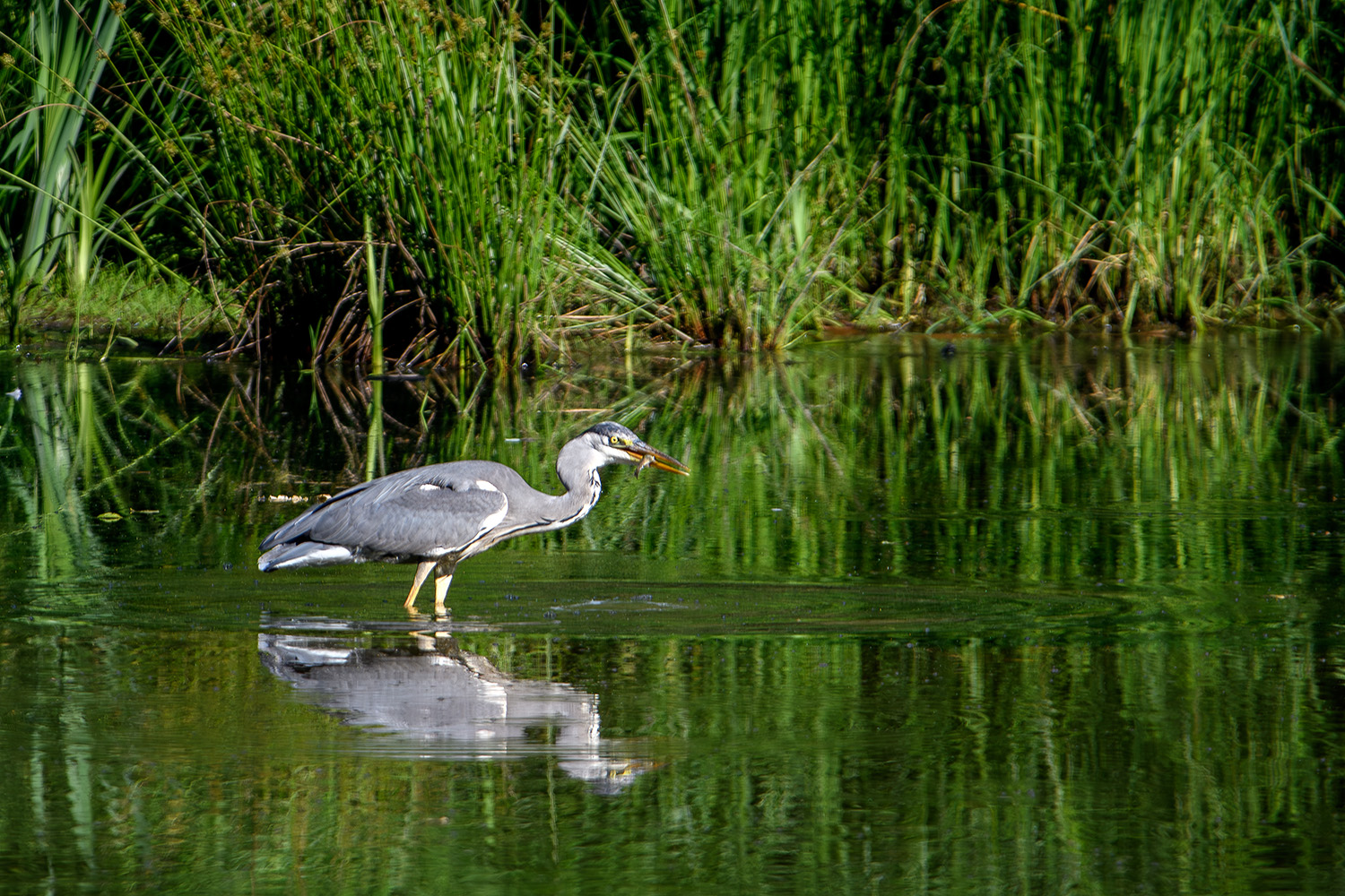 Der frühe Reiher fängt den Fisch