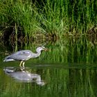 Der frühe Reiher fängt den Fisch