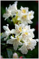 der frühe rhododendron