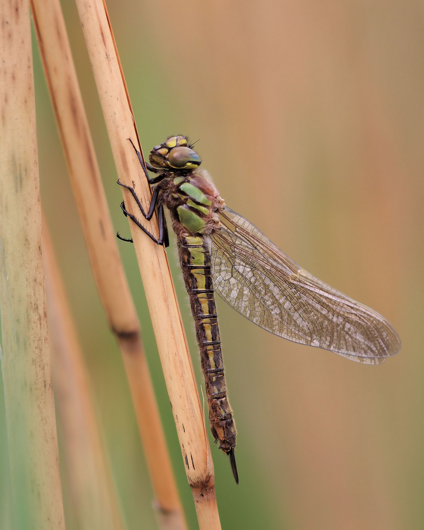 Der Frühe Schilfjäger – Brachytron pratense