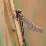 Der Frühe Schilfjäger – Brachytron pratense