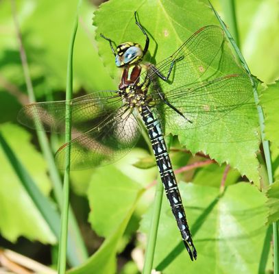 Der Frühe Schilfjäger,Männchen 
