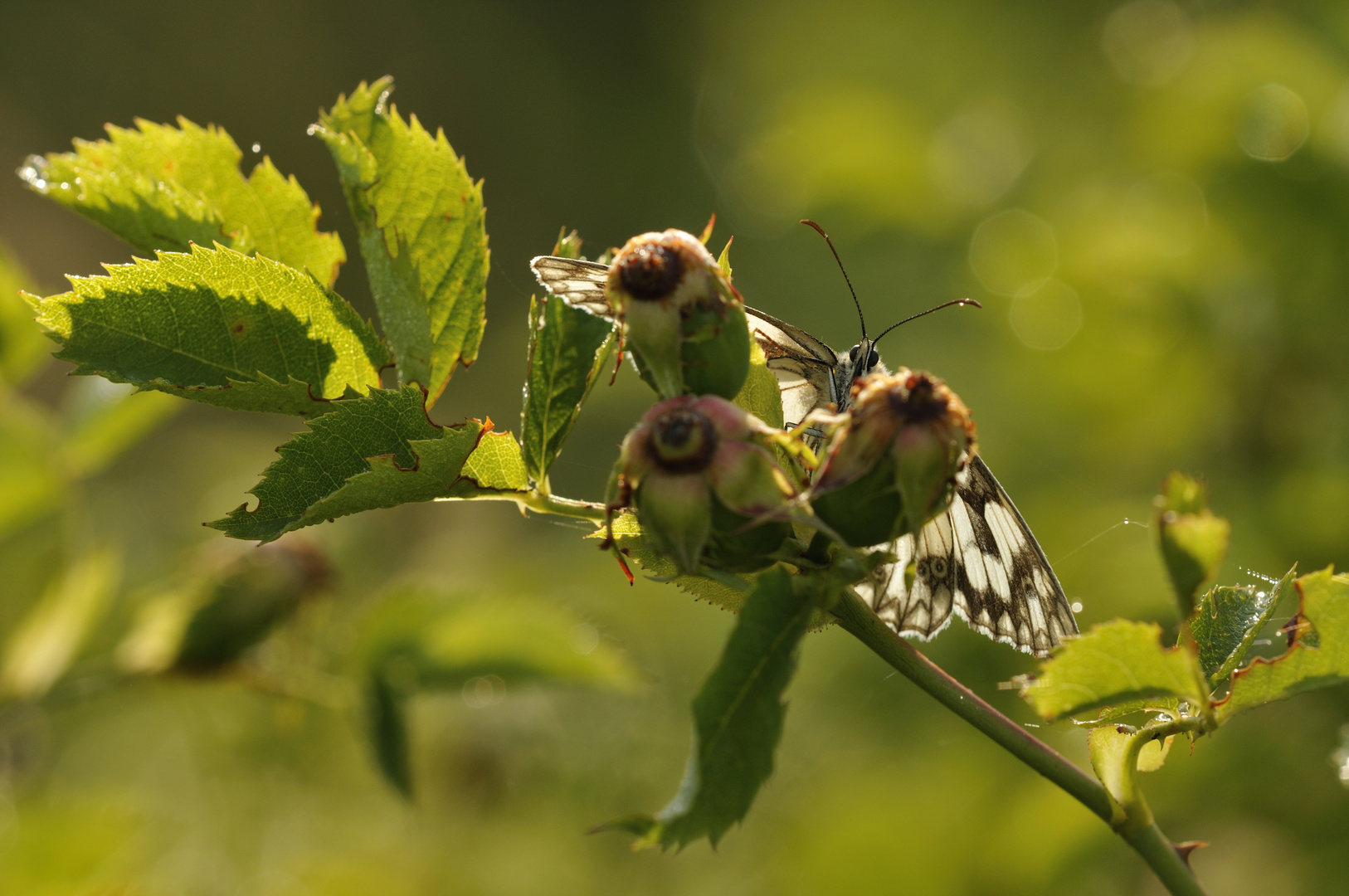 Der frühe Schmetterling fängt den Tau (Geiseltal)