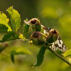 Der frühe Schmetterling fängt den Tau (Geiseltal)