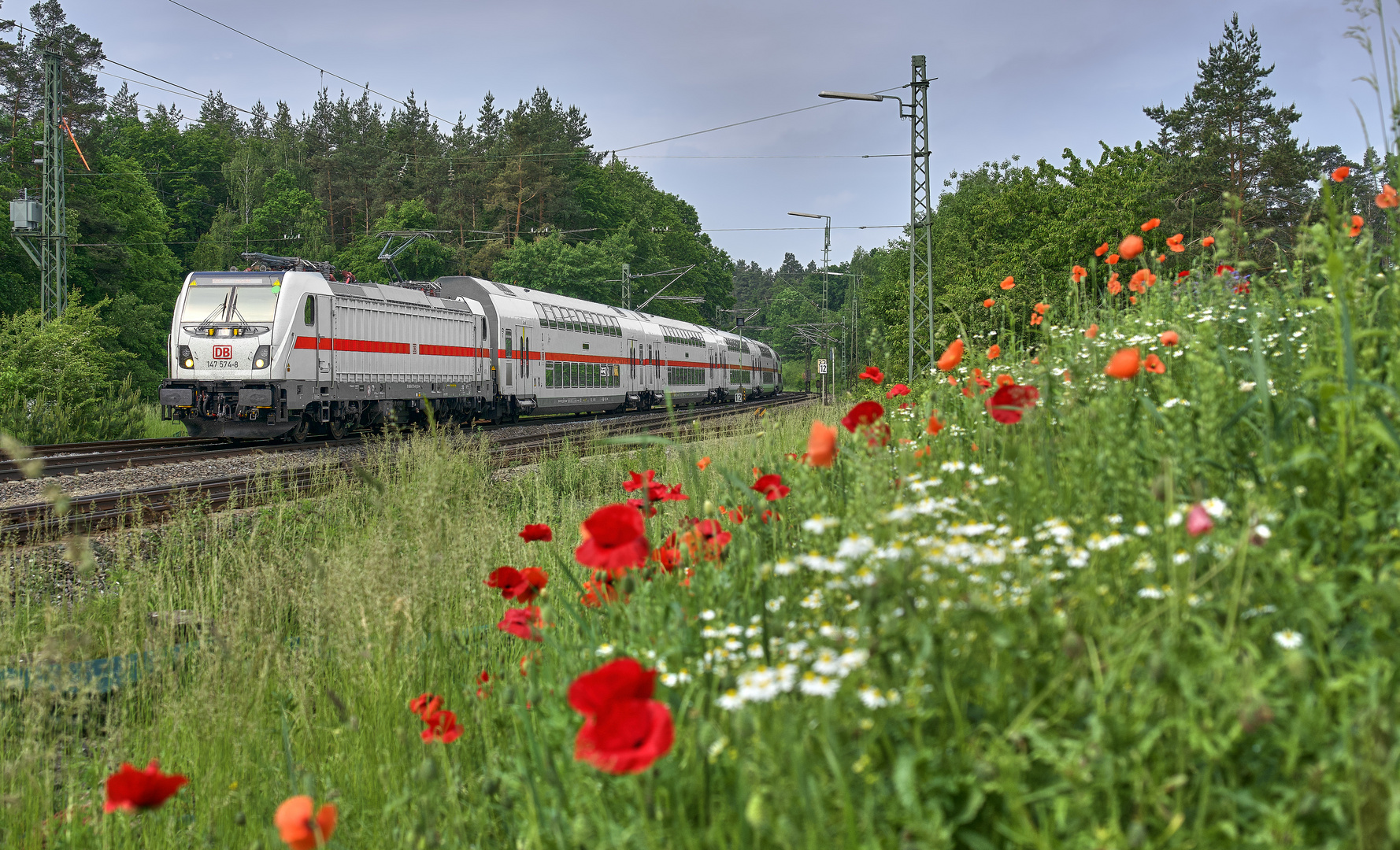 Der frühe Sommer