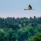 "Der frühe Storch fängt eher was"