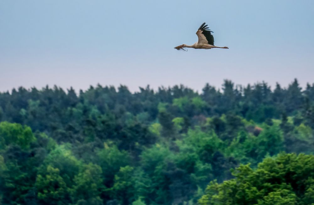 "Der frühe Storch fängt eher was"