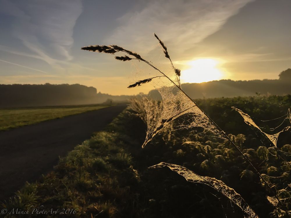 Der frühe Tau im Sonnenaufgang