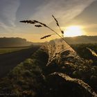 Der frühe Tau im Sonnenaufgang