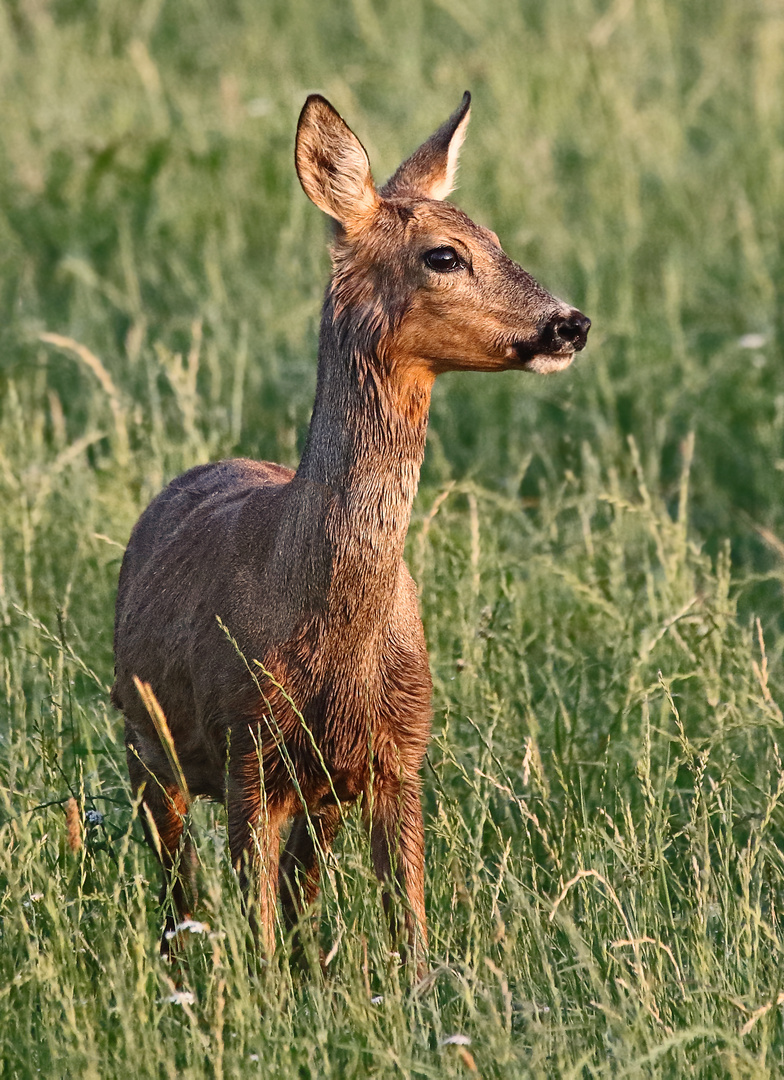 Der "Frühe Vo .... äh Fotograf", fängt sich was ein ....