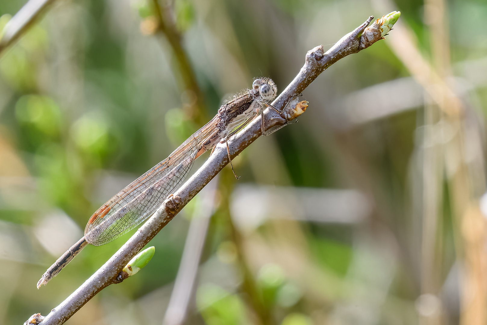 Der frühe Vo...äähh die frühe Libelle, bzw. die späte