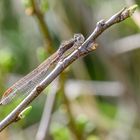 Der frühe Vo...äähh die frühe Libelle, bzw. die späte