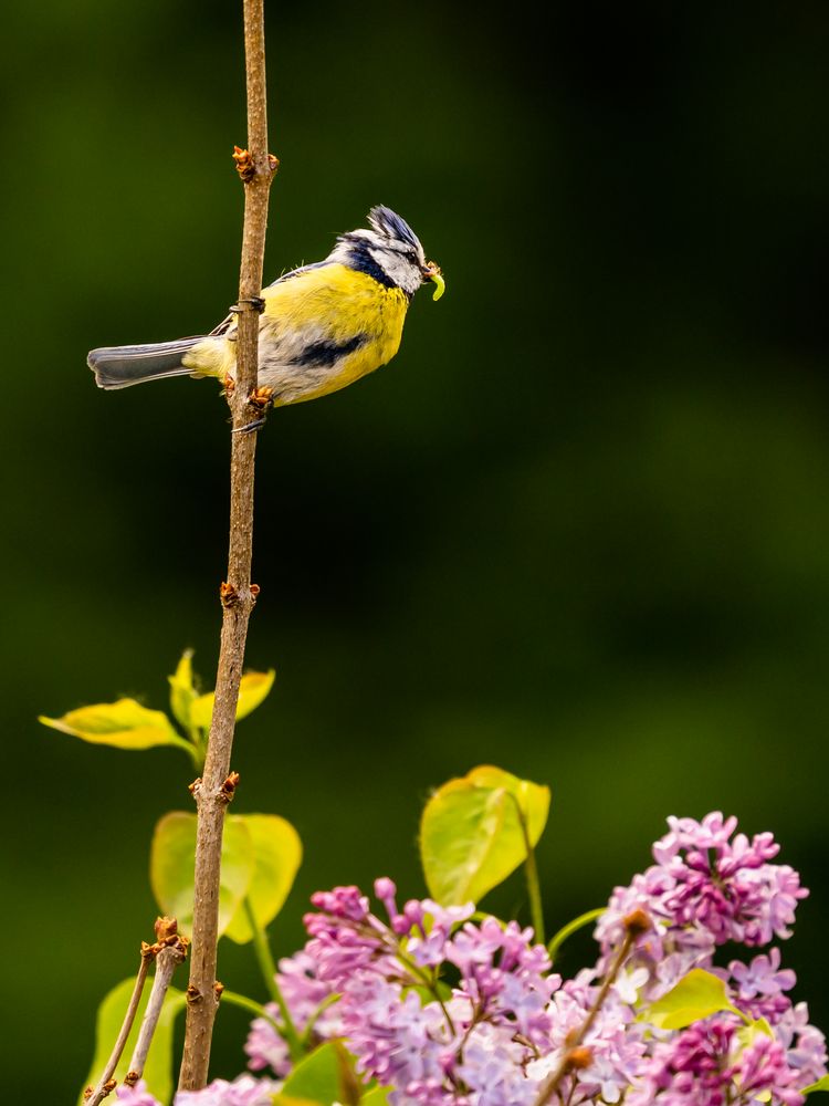 Der frühe Vogel...