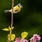 Der frühe Vogel...