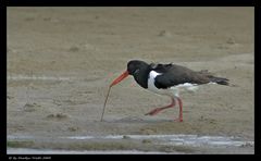 Der frühe Vogel.....