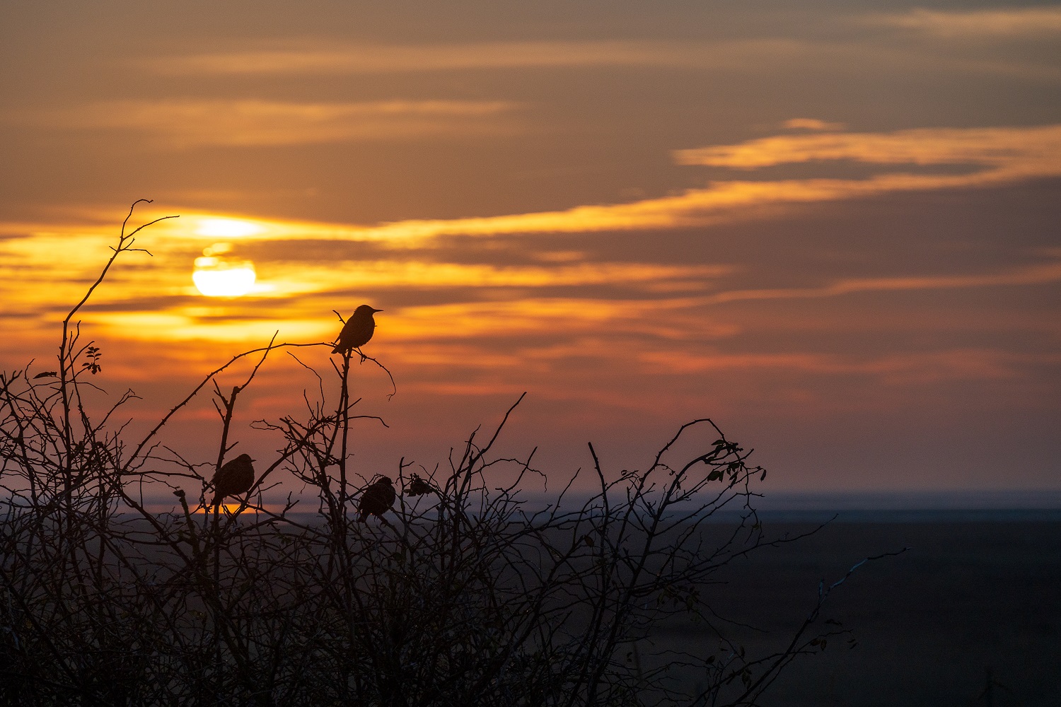 Der frühe Vogel