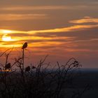 Der frühe Vogel