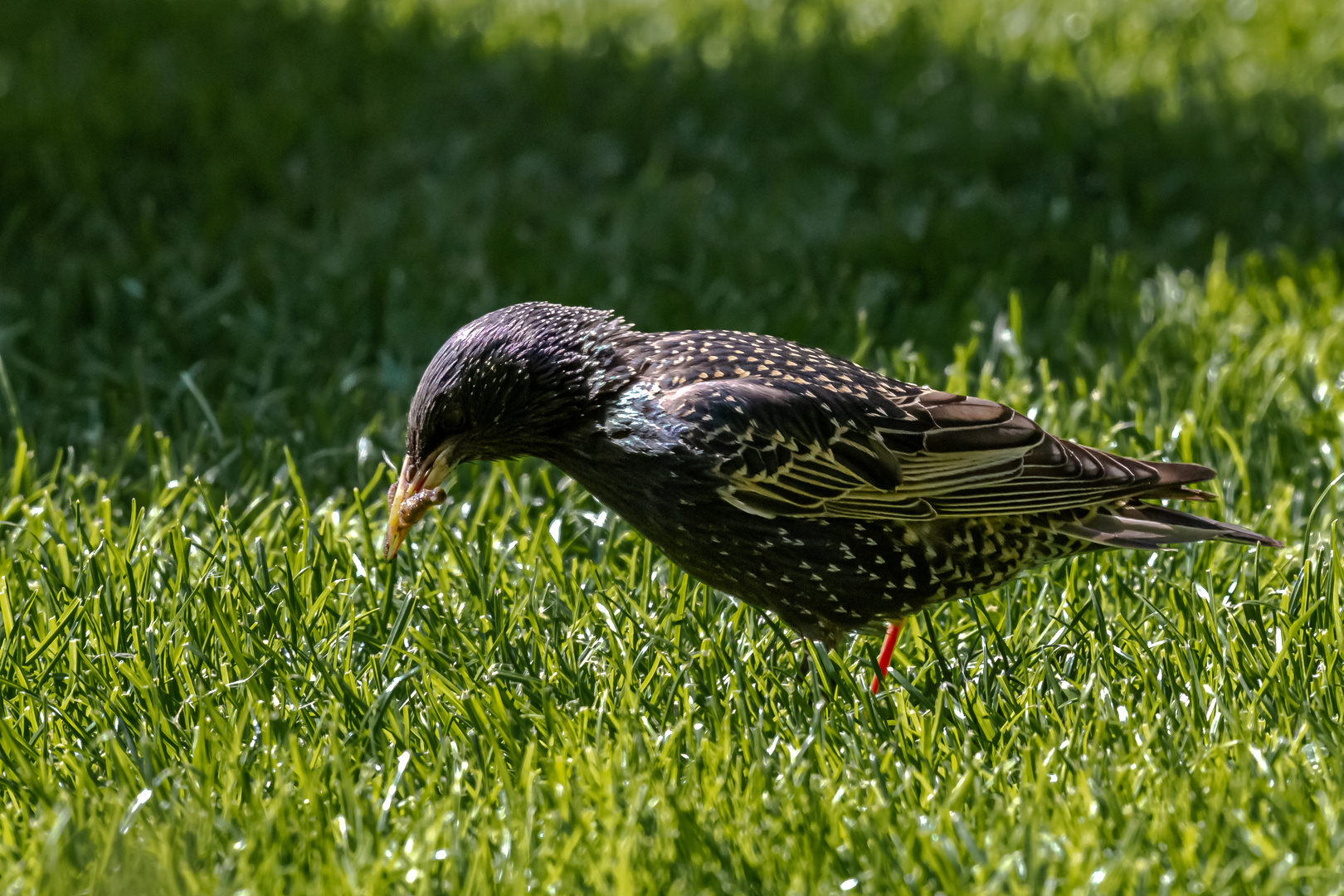 der frühe vogel