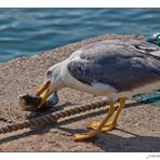 Der frühe Vogel....