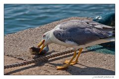 Der frühe Vogel....