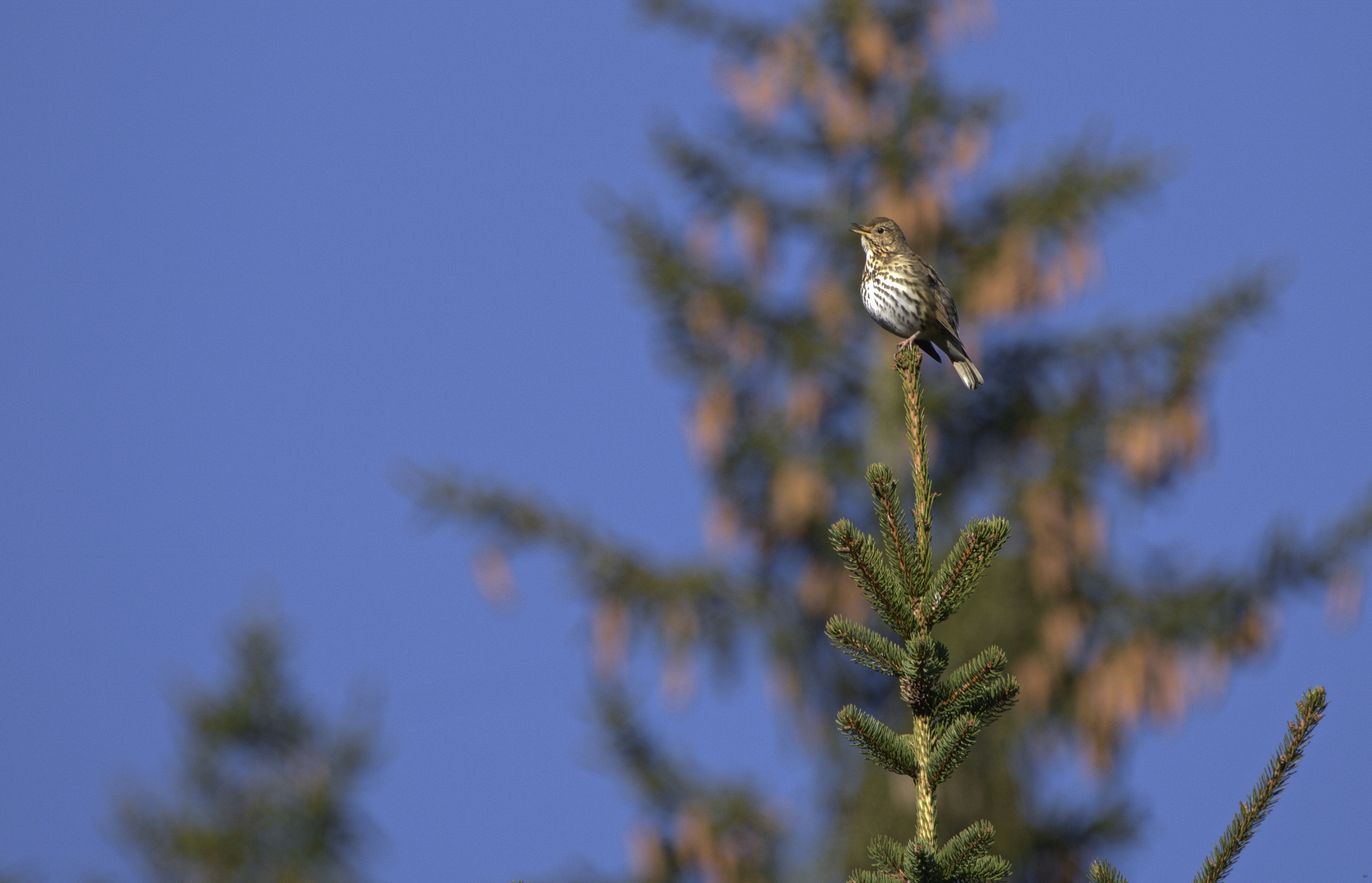 Der frühe Vogel....