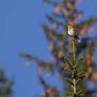 Der frühe Vogel....